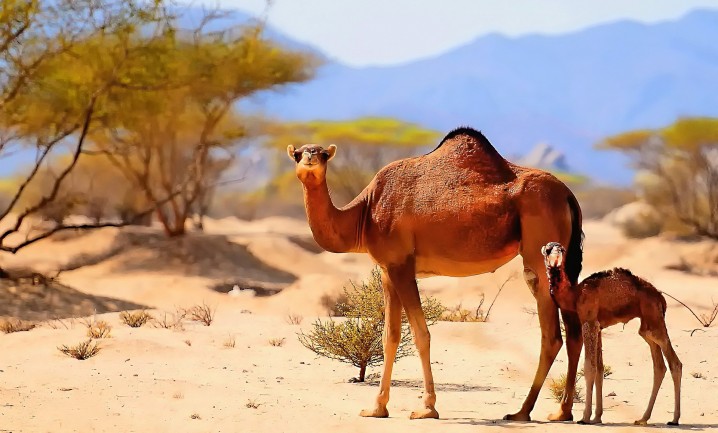 Saudi Arabia kamelen